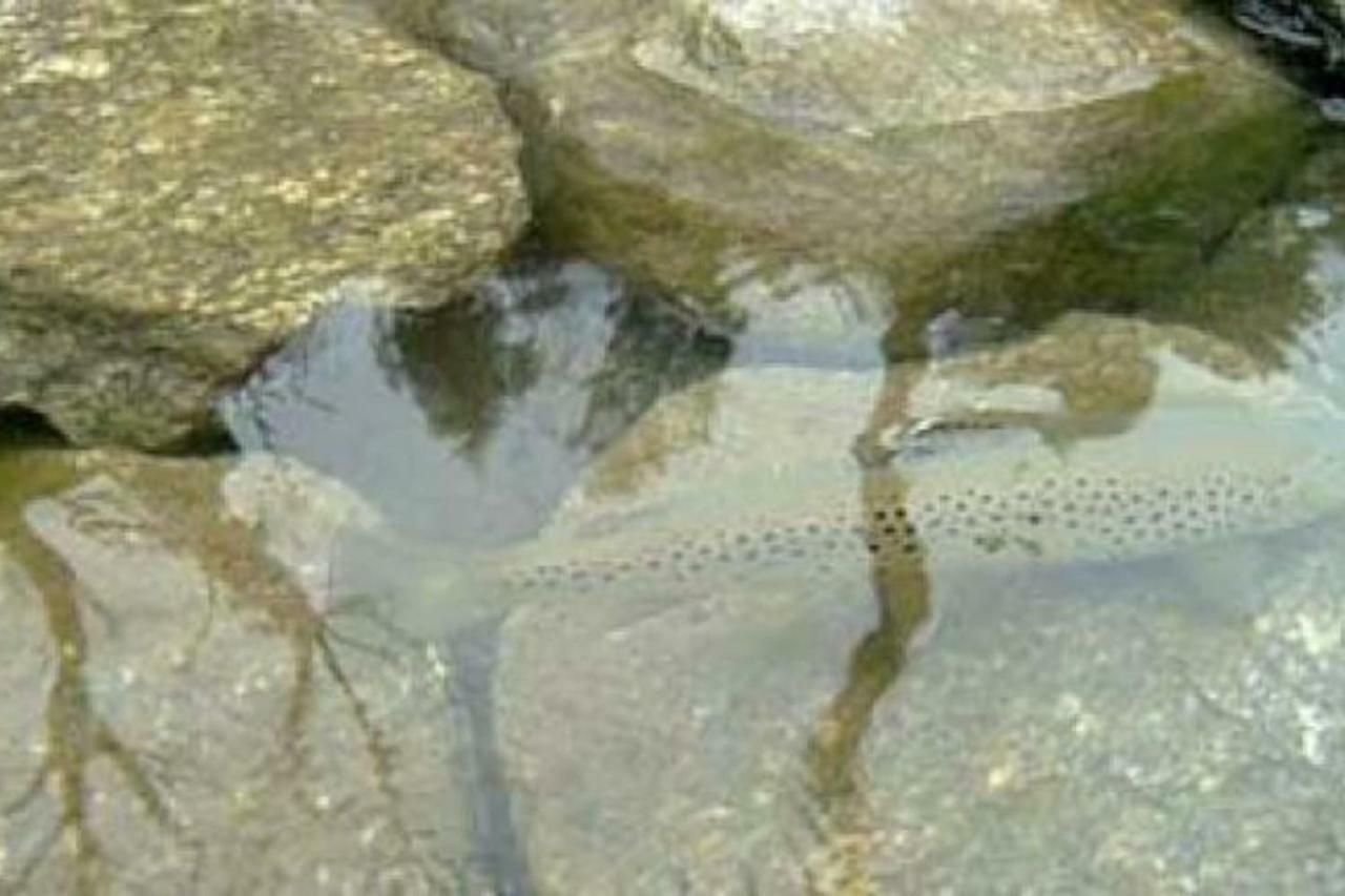 Bilocale A Due Passi Dal Gran Paradiso Locana المظهر الخارجي الصورة